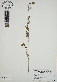 Media resource of Horkelia platycalyx