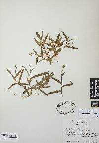 Murdannia nudiflora image