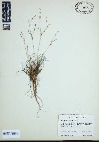 Juncus georgianus image