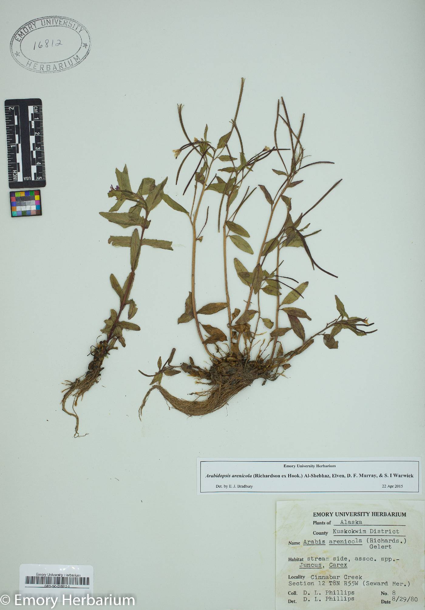 Arabidopsis arenicola image