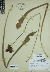 Image of Sarracenia jonesii