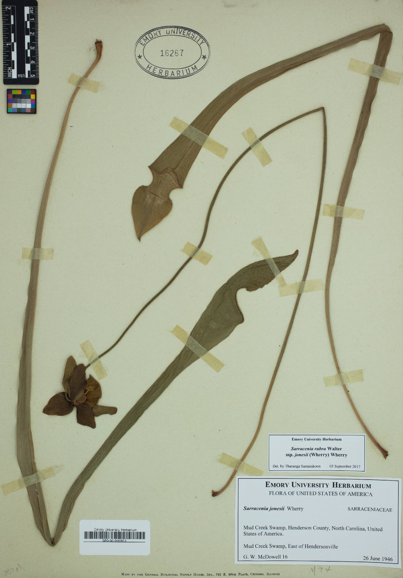 Sarracenia jonesii image