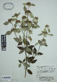 Pycnanthemum pycnanthemoides image