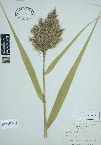 Phragmites australis image