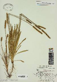 Plantago wrightiana image