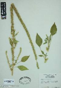 Amaranthus palmeri image