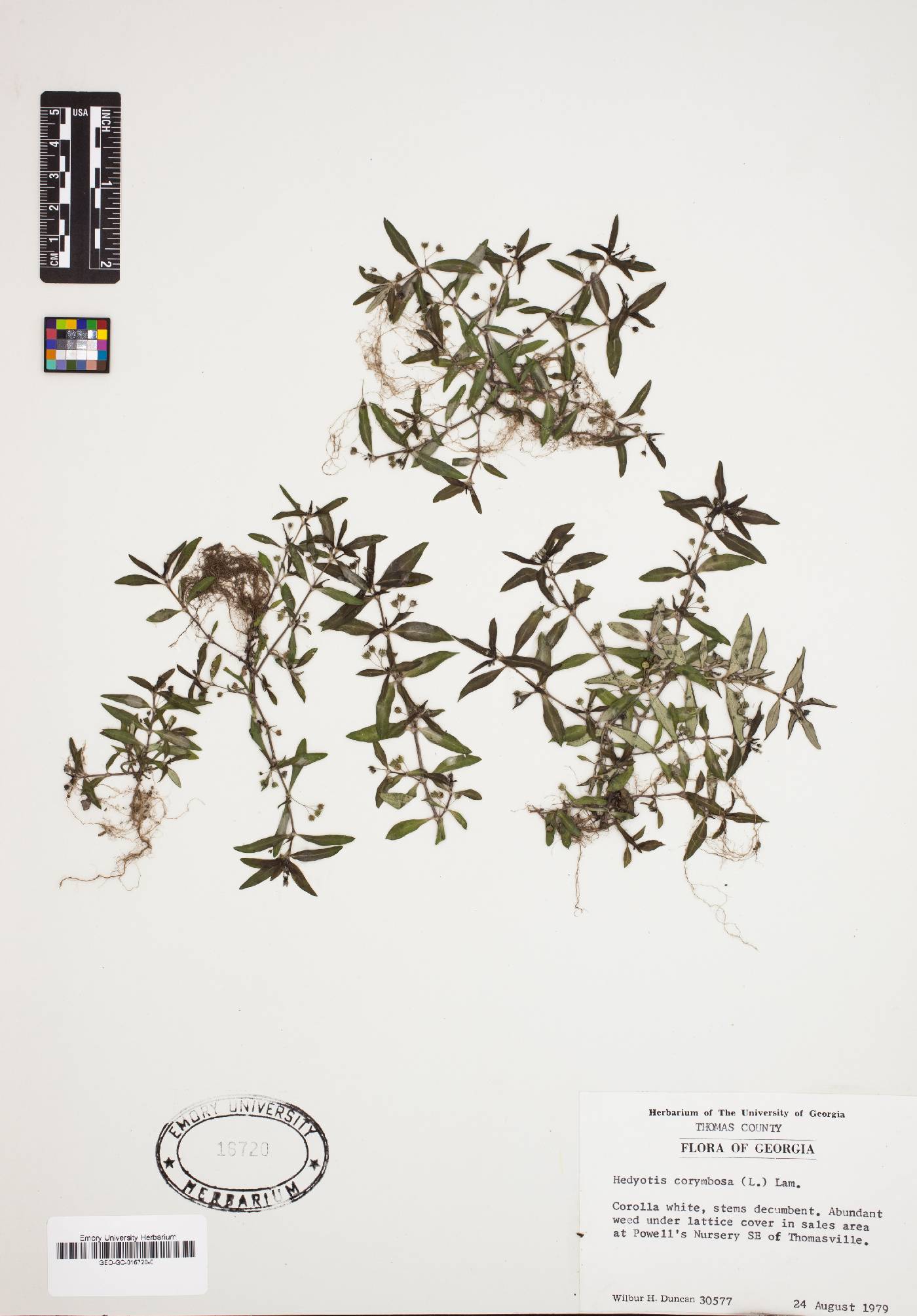 Hedyotis corymbosa image