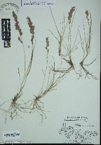 Eragrostis secundiflora image