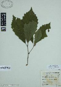 Image Associated With the Occurence