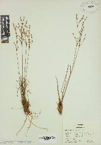 Juncus georgianus image