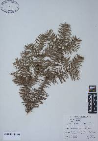 Abies balsamea image