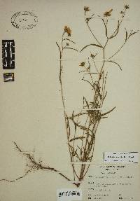 Helianthus porteri image