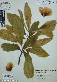 Franklinia alatamaha image