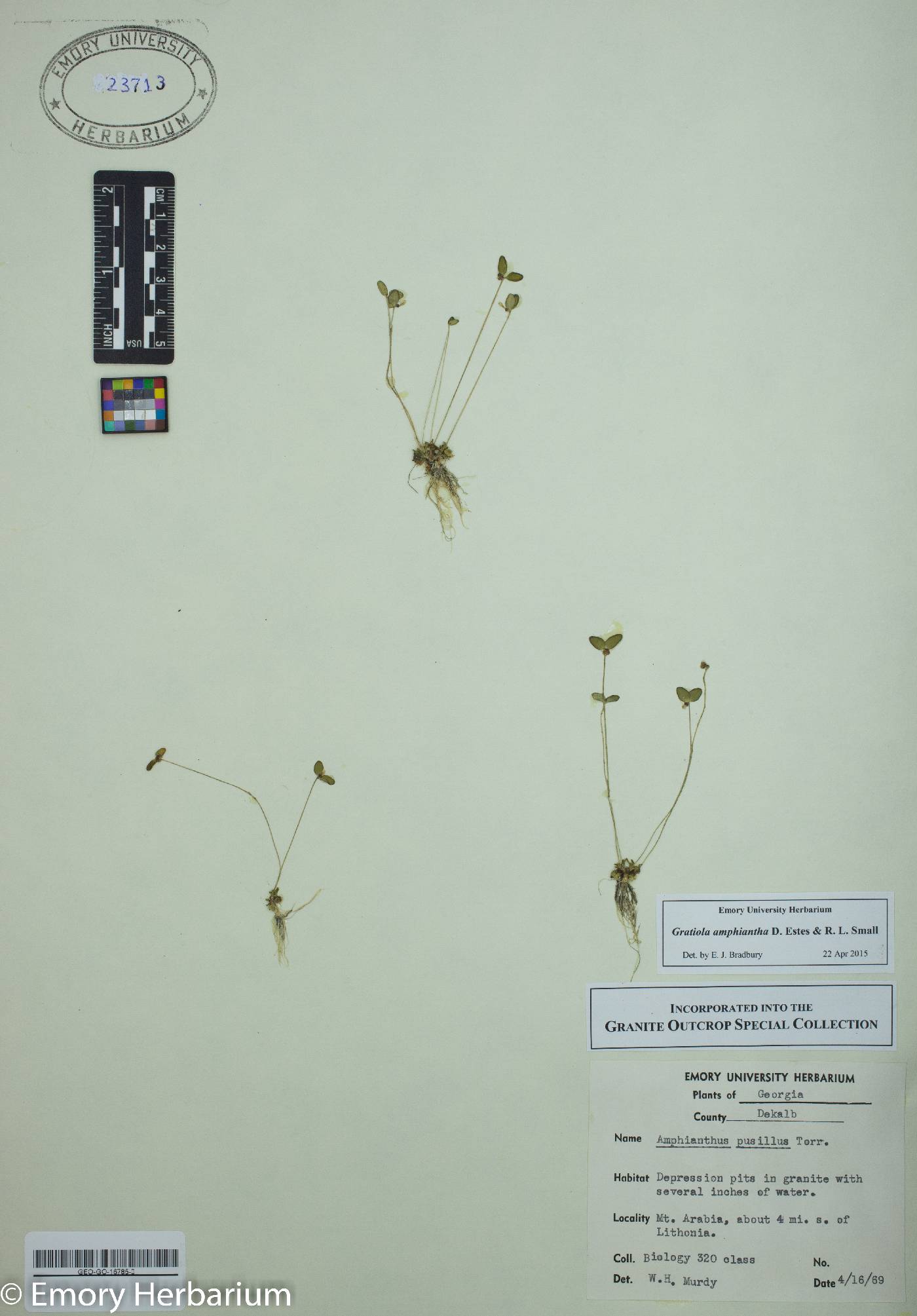 Cynanchum racemosum image