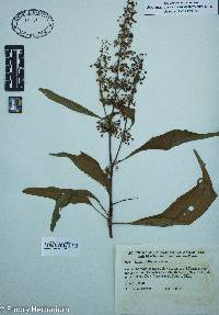 Rumex altissimus image