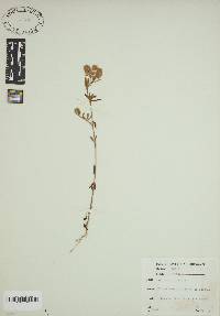 Trifolium arvense image