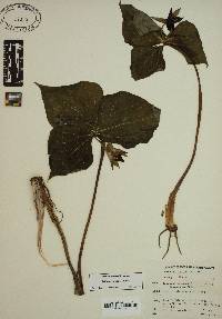 Trillium vaseyi image