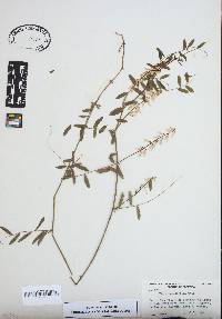 Vicia caroliniana image