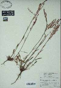 Rumex hastatulus image