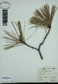 Pinus rigida image