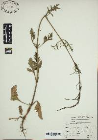 Verbena officinalis image