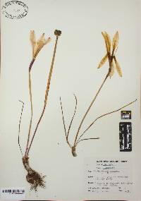 Zephyranthes atamasca image