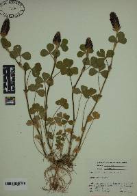 Trifolium incarnatum image