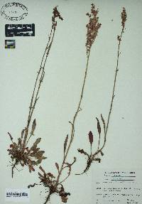 Rumex hastatulus image