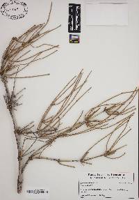 Ephedra viridis image