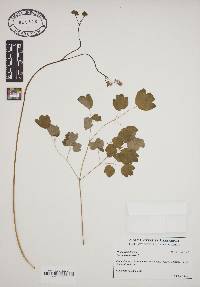 Thalictrum dioicum image