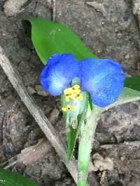 Commelina communis image