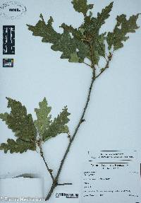 Quercus cerris image