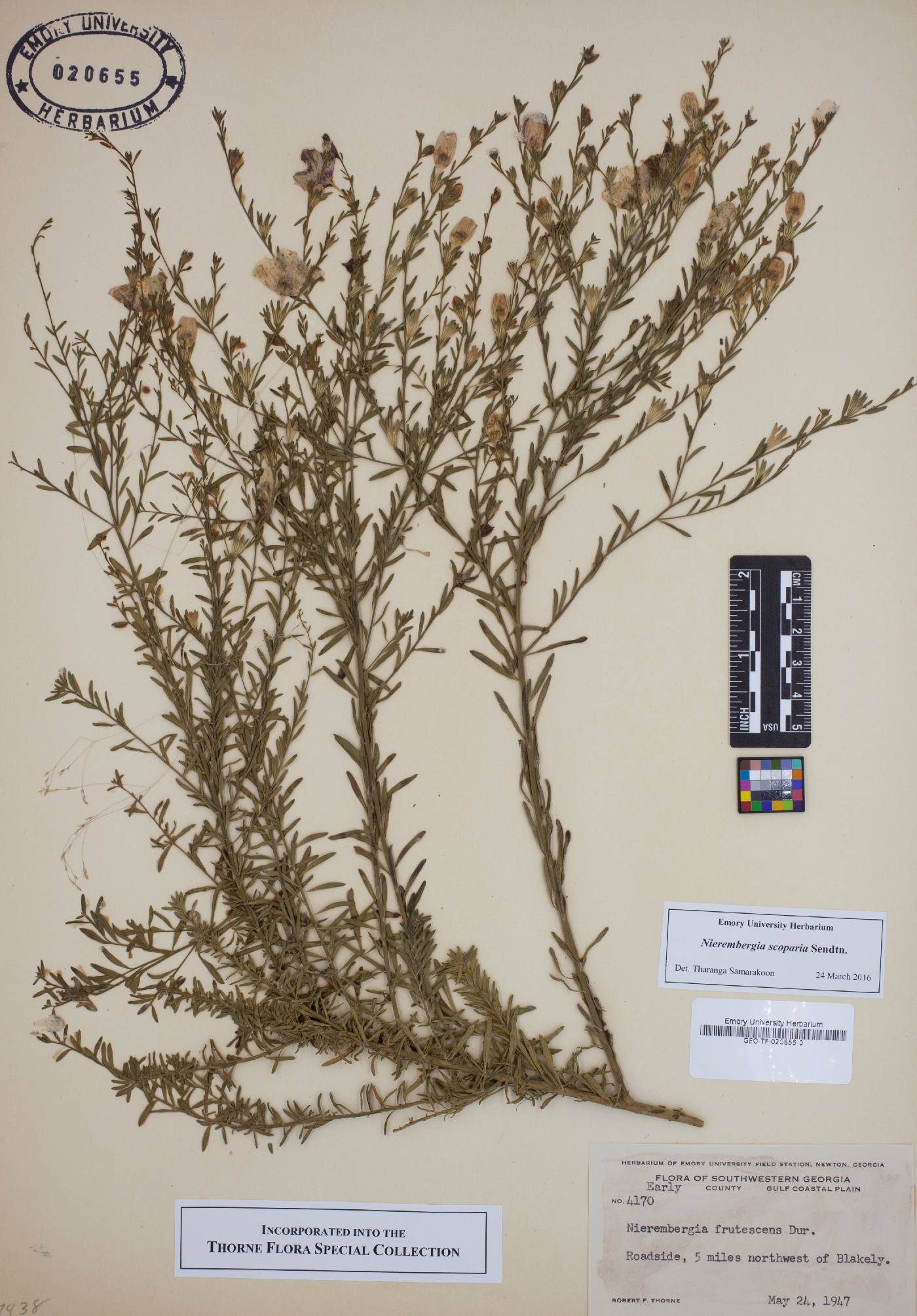 Nierembergia scoparia image