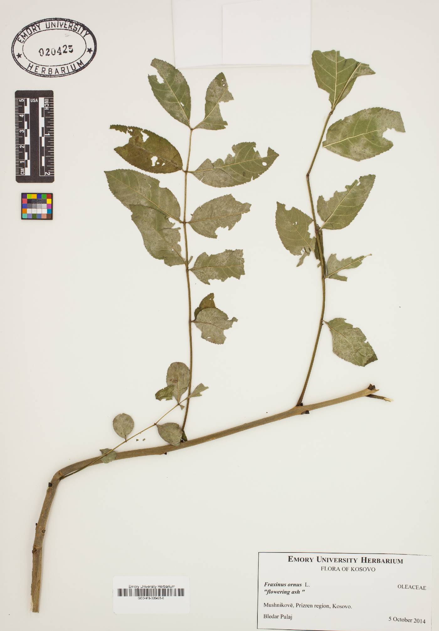 Fraxinus ornus image