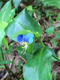 Commelina communis image