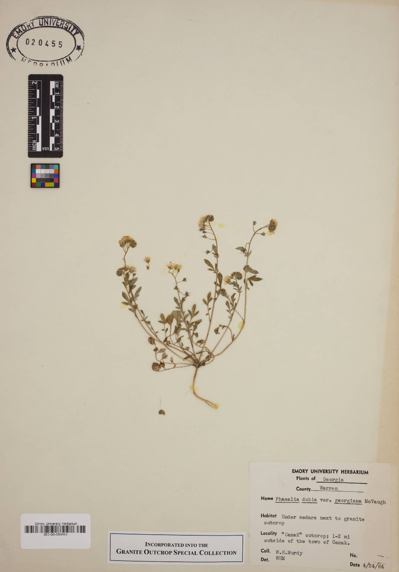 Phacelia dubia var. georgiana image