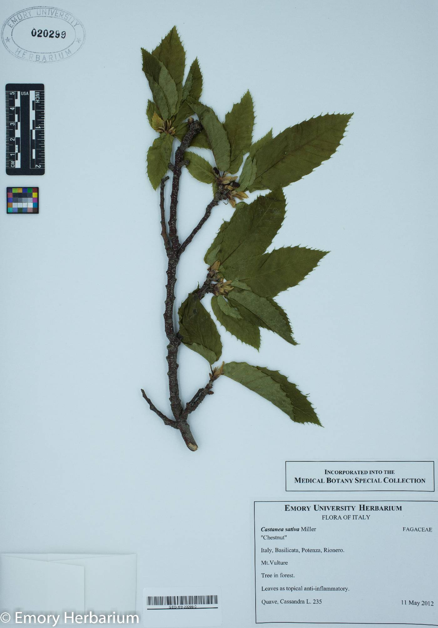 Castanea sativa image