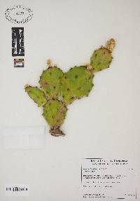 Opuntia humifusa image