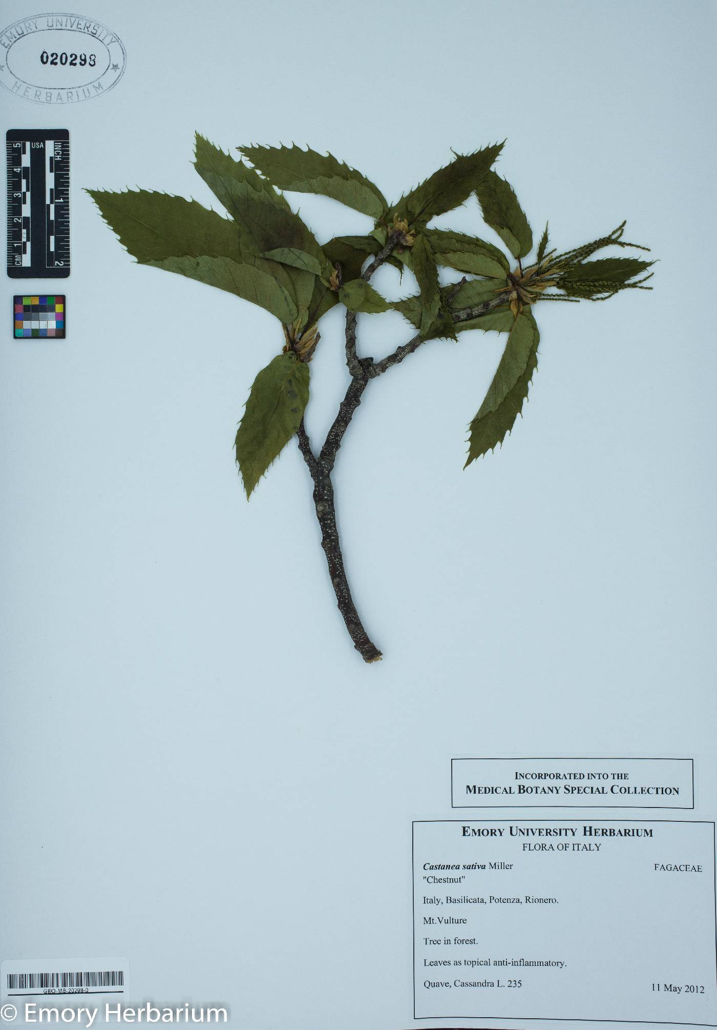 Castanea sativa image