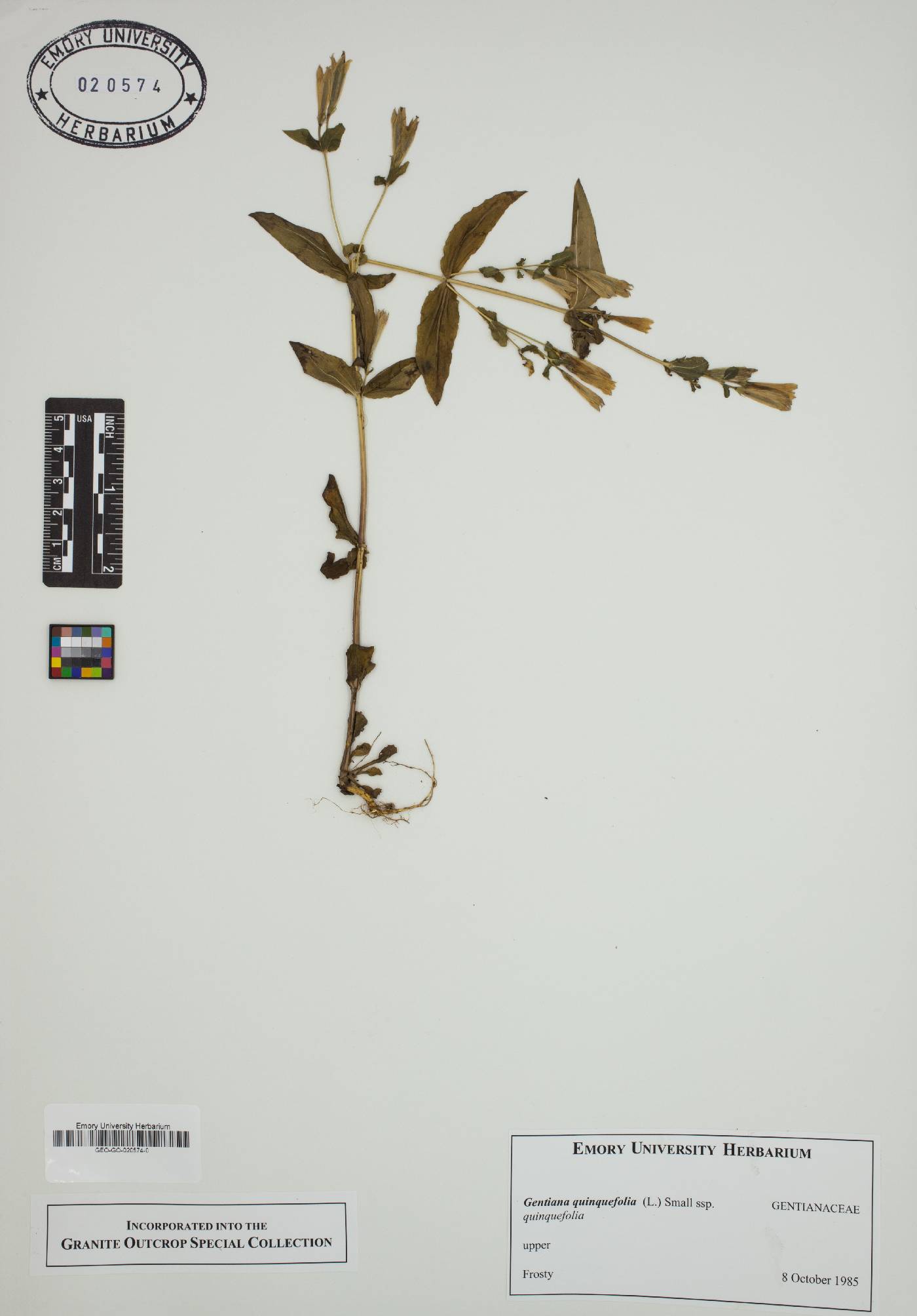 Gentianella quinquefolia subsp. quinquefolia image