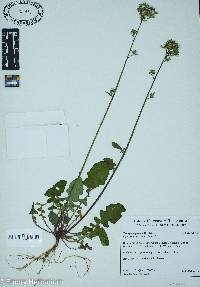 Youngia japonica image