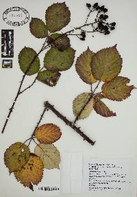 Rubus praecox image