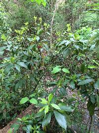 Illicium floridanum image