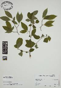 Ilex ambigua image