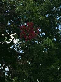 Lagerstroemia indica image