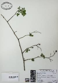 Rosa palustris image