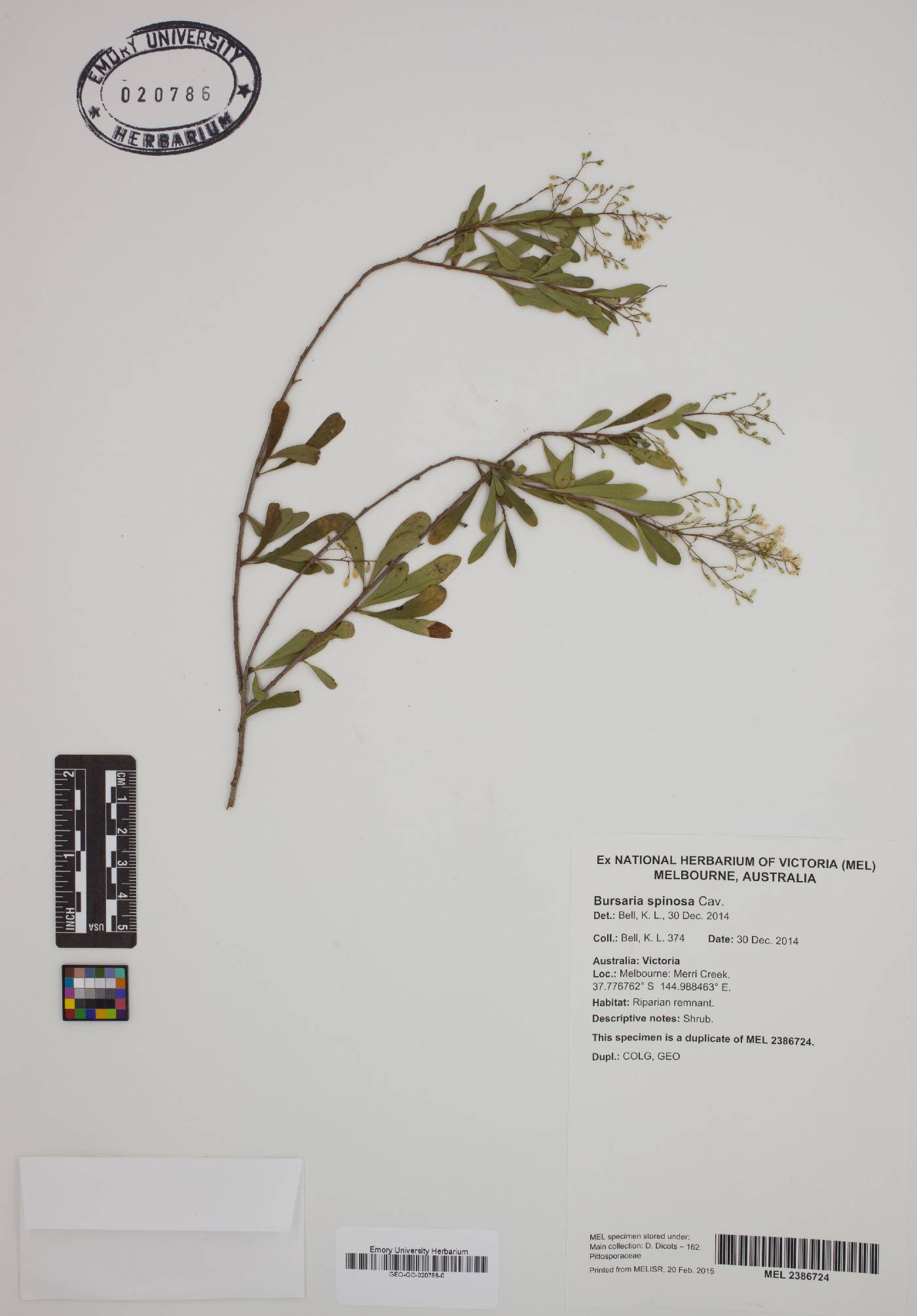 Bursaria spinosa image