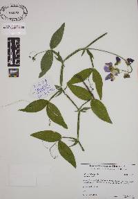 Lathyrus latifolius image