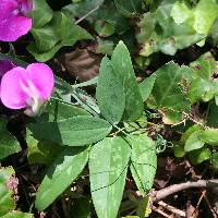 Lathyrus latifolius image