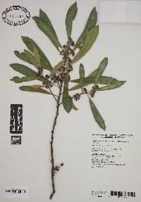 Tristaniopsis laurina image